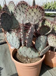 OPUNTIA VIOLACEA