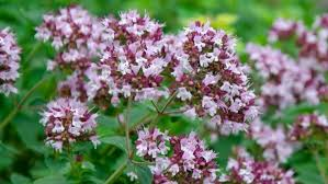 ORIGANUM VULGARE MARJOLAINE - (MAUVE)