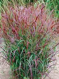 [8554] PANICUM PRAIRIE SKY (Caduc, 150/200)
