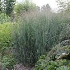 [8558] PANICUM VIRGATUM (Caduc, 100/150)