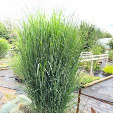 PANICUM VIRGATUM NORTHWIND