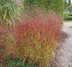 PANICUM VIRGATUM