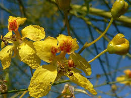 [8585] PARKINSONIA ACULEATA (Caduc, 5 à 10 m)