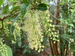 PHYTOLACCA DIOICA - TIGE