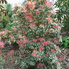 PIERIS FLAMING SILVER