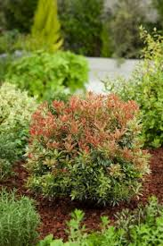 [9081] PIERIS JAPONICA LITTLE HEATH (Persistant, 100/150)