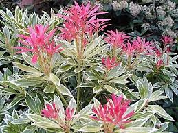 [9086] PIERIS JAPONICA VARIEGATA (Persistant, 150/200)