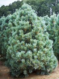 PINUS FLEXILIS VANDERWOLF'S PYRAMIDE
