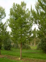 PINUS HALEPENSIS - TIGE