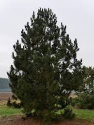 [9142] PINUS HELDREICHII (Persistant, +20 m)