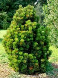 [9144] PINUS LEUCODERMIS COMPACT GEM (Persistant, 200/250)