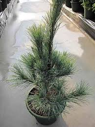 PINUS MONTICOLA AMMERLAND