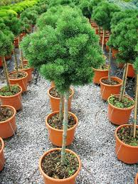 [9152] PINUS MUGO MOPS - QUART TIGE (Persistant, 200/250)