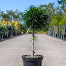 PINUS MUGO VARELLA - QUART TIGE