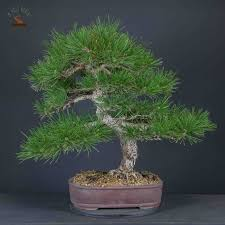 [9191] PINUS NIGRA AUSTRIACA - DEMI TIGE (Persistant, 5 à 10 m)