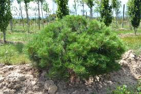 PINUS NIGRA BREPO (N. PIERRICK BREGEON) - DEMI TIGE