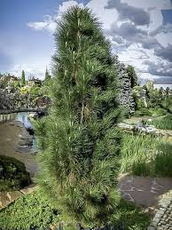 PINUS NIGRA GREEN TOWER