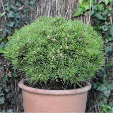 PINUS NIGRA MARIE BREGEON - QUART TIGE