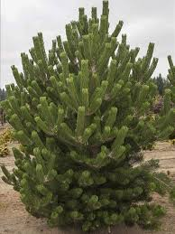 PINUS NIGRA OREGON GREEN