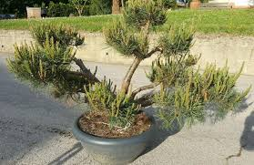 [9365] PINUS SYLVESTRIS REPENS CLT 18 (Persistant, 150/200)