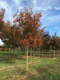 [9404] PISTACIA CHINENSIS - TIGE (Caduc, 10 à 20 m)