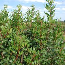PISTACIA LENTISCUS - DEMI TIGE