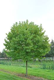 [9584] PLATANUS ACERIFOLIA ALPHEN'S GLOBE - TIGE (Caduc, 5 à 10 m)