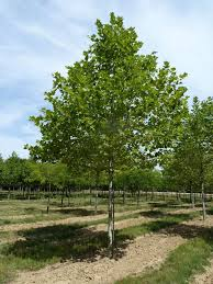 PLATANUS ACERIFOLIA - TIGE