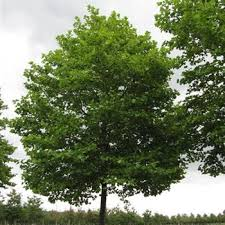 PLATANUS OCCIDENTALIS - RAMIFIE