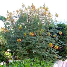 [9649] POINCIANA GILLIESII - DEMI TIGE (Caduc, 3 à 5 m)