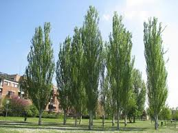 [9698] POPULUS ALBA PYRAMIDALIS - TIGE (Caduc, 10 à 20 m)