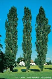 [9701] POPULUS ITALICA PYRAMIDALIS (Caduc, +20 m)