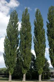 [9703] POPULUS NIGRA ITALICA SAN GIORGIO (Caduc, +20 m)