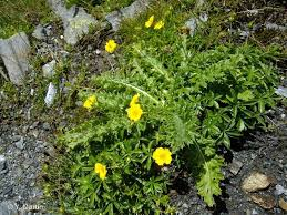 POTENTILLA FRUTICOSA