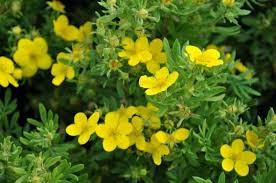 POTENTILLA FRUTICOSA ARBUSCULA