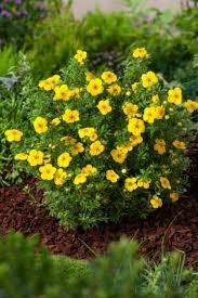 [9903] POTENTILLA FRUTICOSA (Caduc, 100/150)