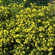 [9908] POTENTILLA FRUTICOSA GOLD FINGER (Caduc, 100/150)