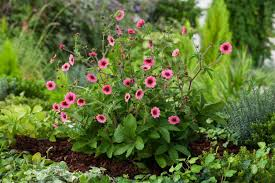 [9914] POTENTILLA NEPALENSIS MISS WILLMOTT (Caduc, 50/100)
