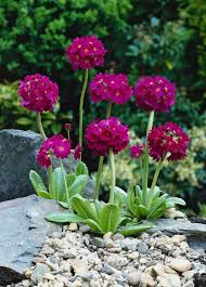 PRIMULA DENTICULA