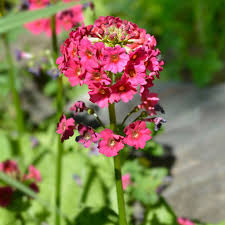 PRIMULA JAPONICA