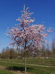 [9965] PRUNUS ACCOLADE - TIGE (Caduc, 5 à 10 m)