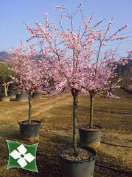 [9978] PRUNUS AMYGDALUS (AMANDIER) - TIGE (Caduc, 5 à 10 m)