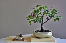 [10061] PRUNUS DOMESTICA (PRUNIER) - BONSAI (Caduc, 100/150)