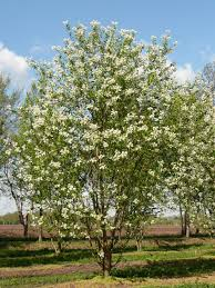 PRUNUS MAACKII AMBER BEAUTY