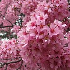 [10158] PRUNUS OKAME - TIGE (Caduc, 5 à 10 m)