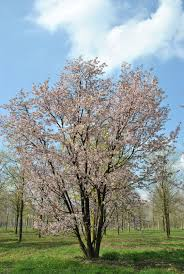 [10204] PRUNUS SARGENTI (Caduc, 5 à 10 m)