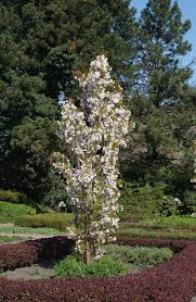 [10210] PRUNUS SERRULATA AMANOGAWA - DEMI TIGE (Caduc, 5 à 10 m)