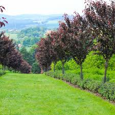 PRUNUS SERRULATA ROYAL BURGUNDY