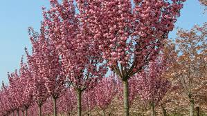 [10248] PRUNUS SERRULATA ROYAL BURGUNDY - TIGE (Caduc, 5 à 10 m)