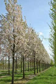 [10256] PRUNUS SERRULATA SUNSET BOULEVARD - TIGE (Caduc, 5 à 10 m)